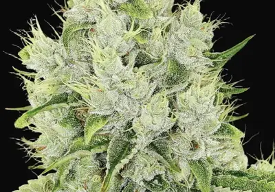 Auto Lemongrass