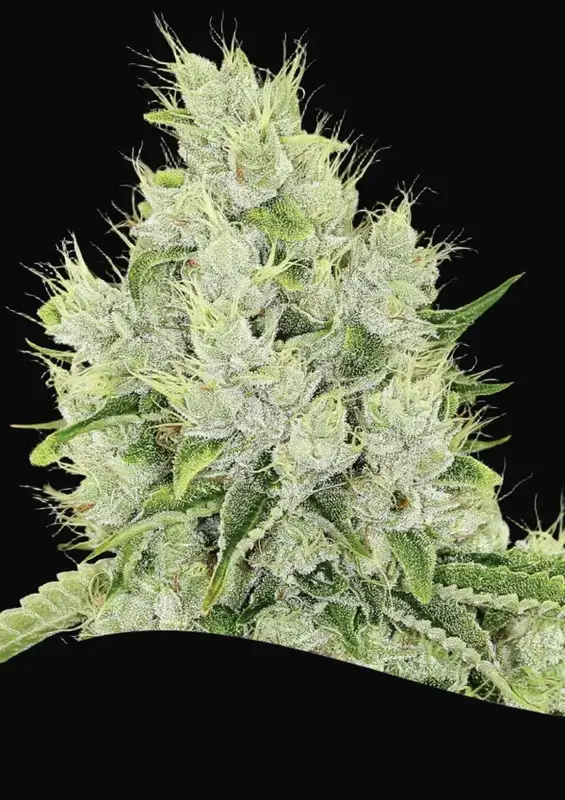 Auto Lemongrass