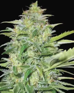 Auto Lime Skunk