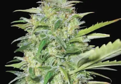 Auto Lime Skunk