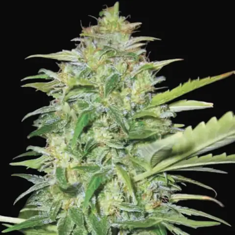 Auto Lime Skunk
