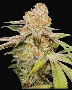 Auto MAC #1
