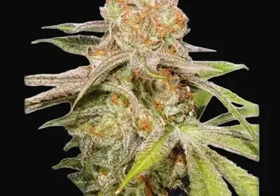 Auto MAC #1