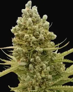 Auto Malawi x Northern Lights