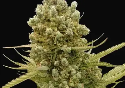 Auto Malawi x Northern Lights