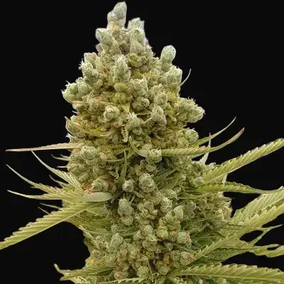 Auto Malawi x Northern Lights
