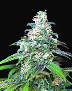 Auto Mandarin Haze