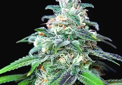 Auto Mandarin Haze