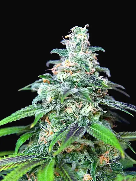 Auto Mandarin Haze