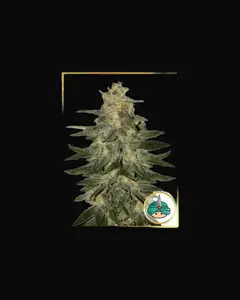 Auto Mazar Blue