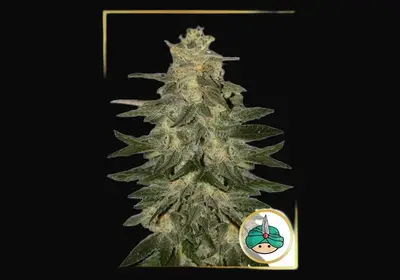 Auto Mazar Blue