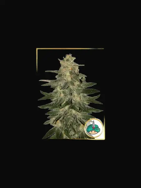 Auto Mazar Blue