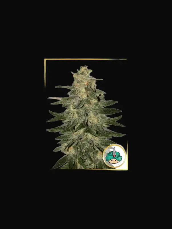 Auto Mazar Blue