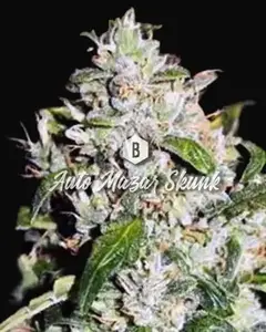Auto Mazar Skunk