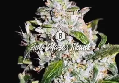 Auto Mazar Skunk