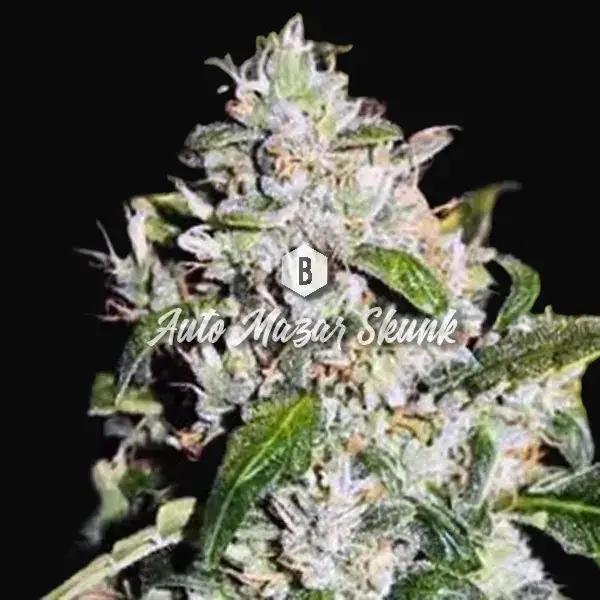Auto Mazar Skunk
