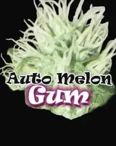 Auto Melon Gum