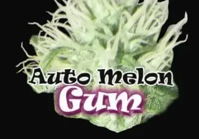 Auto Melon Gum