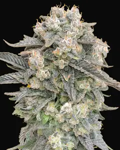Auto Mimosa