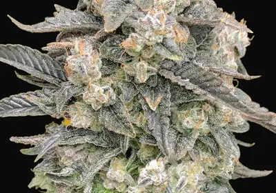 Auto Mimosa