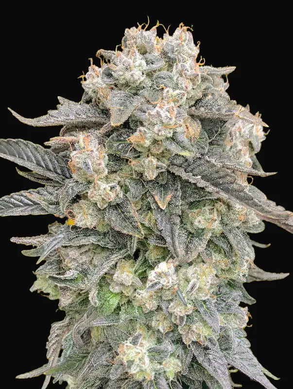 Auto Mimosa
