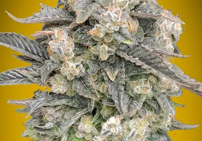 Auto Mimosa