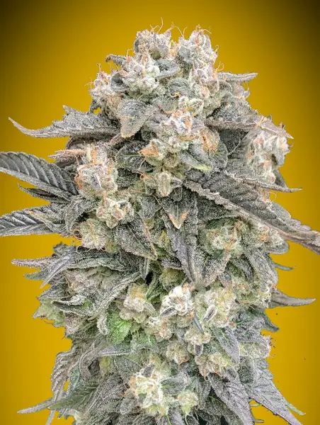 Auto Mimosa