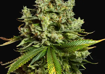 Auto Mimosa Famosa