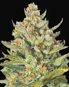 Auto Mimosa Max