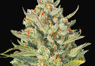 Auto Mimosa Max