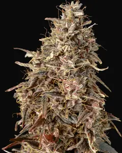 Auto Mimosa Punch
