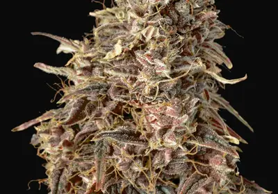 Auto Mimosa Punch