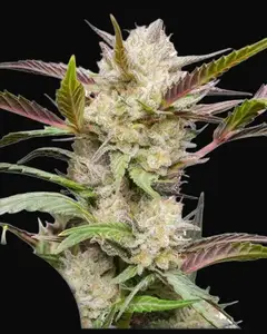 Auto Mimosa Punch