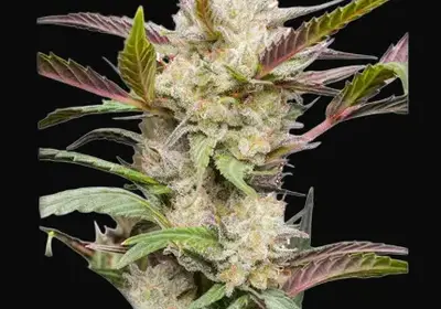 Auto Mimosa Punch