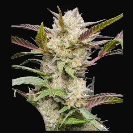 Auto Mimosa Punch