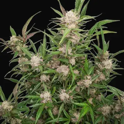 Auto Mimosa Punch — zdjęcie 5