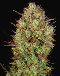 Auto MK-Ultra Kush