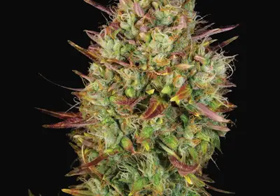 Auto MK-Ultra Kush