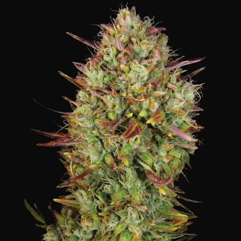 Auto MK-Ultra Kush