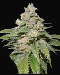 Auto Mokum's Tulip