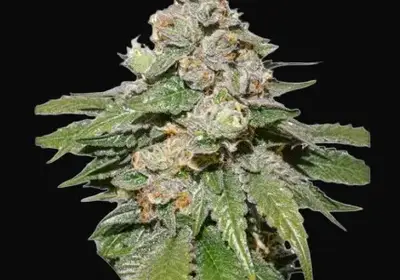 Auto Mokum's Tulip