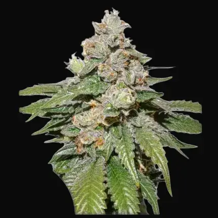 Auto Mokum's Tulip