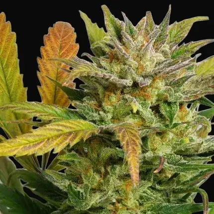Auto Mokum's Tulip — zdjęcie 2