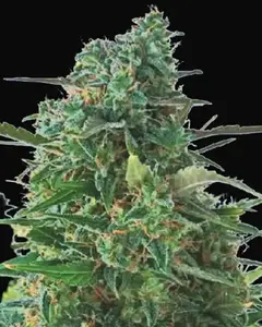 Auto NBA Diesel