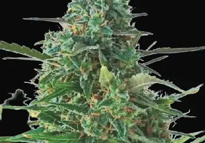 Auto NBA Diesel