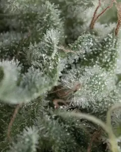 Auto Nefertiti