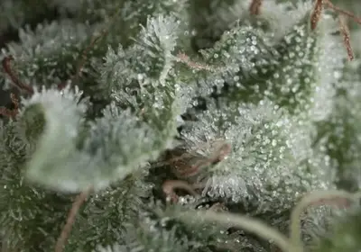 Auto Nefertiti