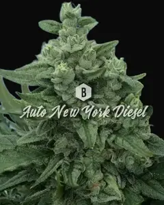Auto New York Diesel