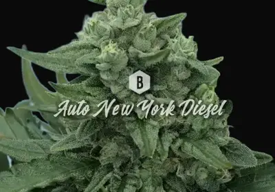 Auto New York Diesel