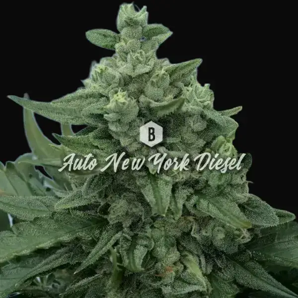 Auto New York Diesel